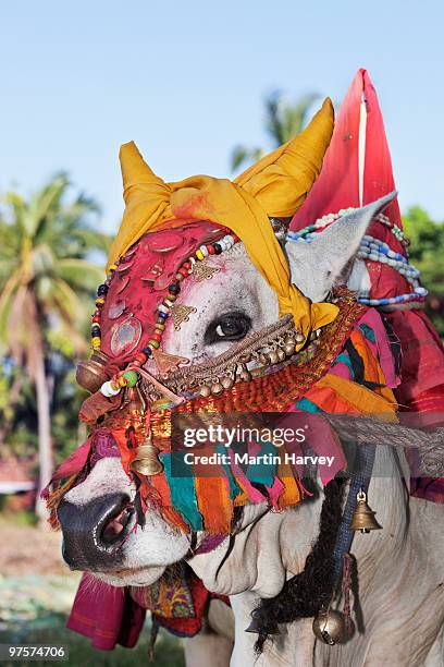 brightly adorned sacred cow - hindu religion stock pictures, royalty-free photos & images