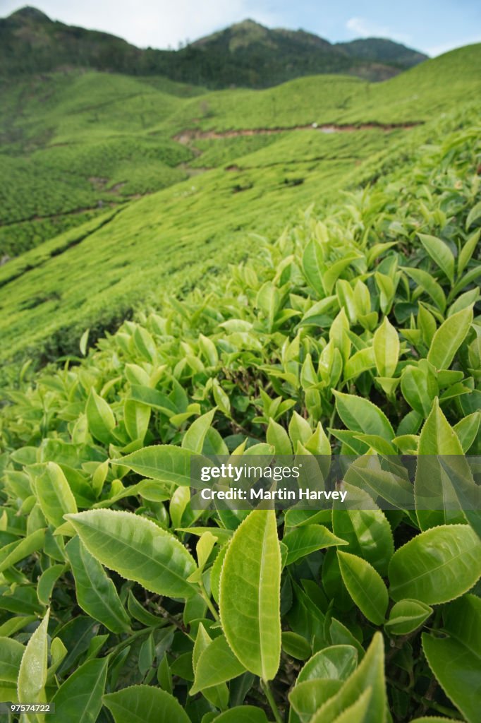 Close-up of tea leaves in tea plantation.