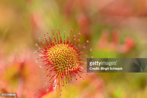 drosera rotundifolia carnivorous plant flower - rocío del sol fotografías e imágenes de stock