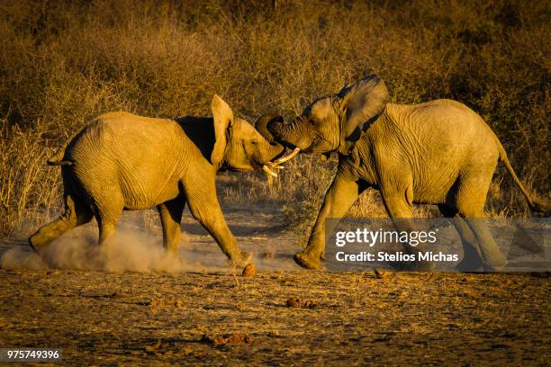 elephants wrestling in madikwe game reserve, north west province, south africa - madikwe game reserve stock pictures, royalty-free photos & images