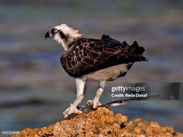 eagle hunting fish, kakady bay, hurghada, egypt - aguja imperial fotografías e imágenes de stock