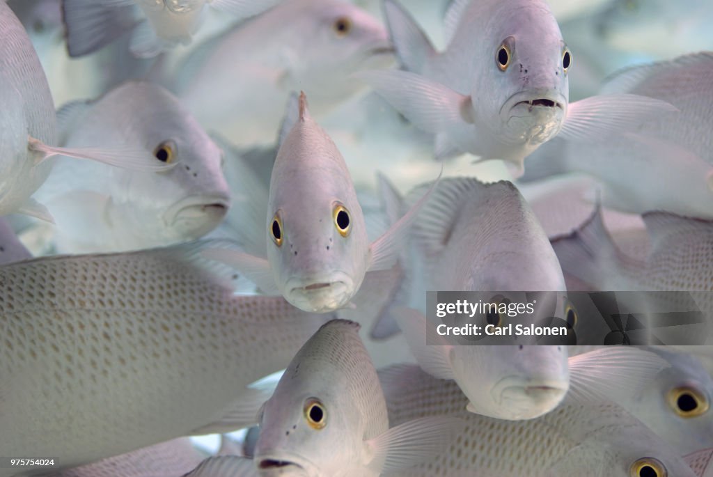A school of snappers.