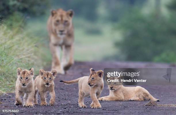four lion cubs and lioness on road, kruger national park, south africa - lion cub stock pictures, royalty-free photos & images