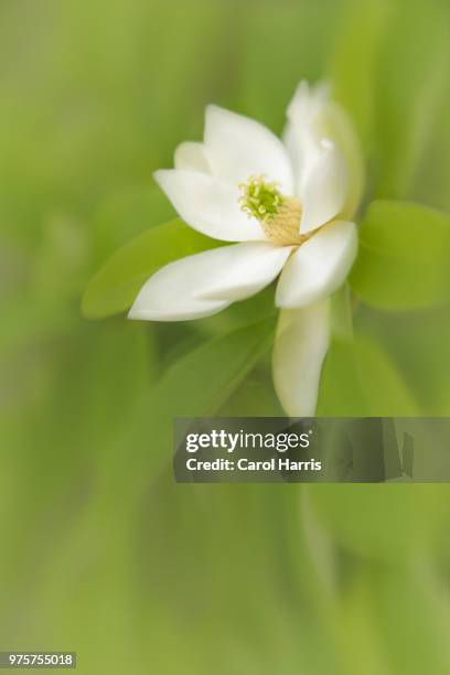 gem magnolia - lily harris stock-fotos und bilder