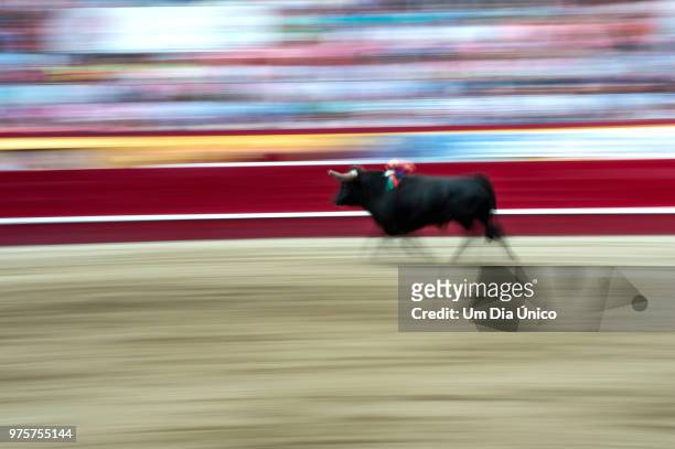 bull - um animal stock pictures, royalty-free photos & images