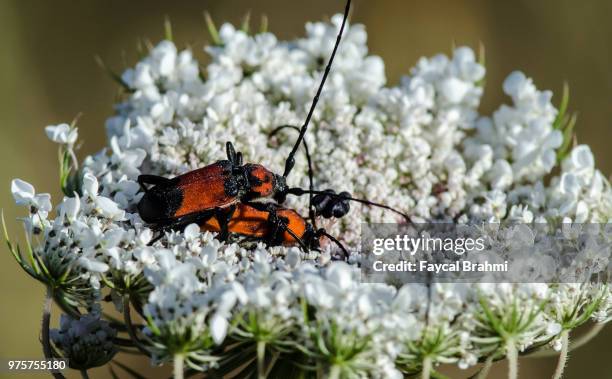 Fertilisation Insects Insectes Photos and Premium High Res Pictures - Getty Images