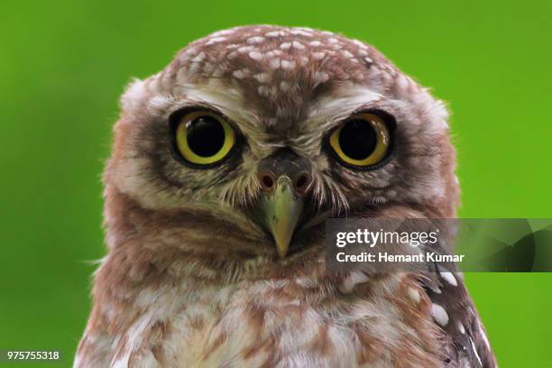 Spotted Owlet High-Res Stock Photo