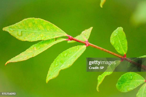 raindrops - japanese zelkova stock pictures, royalty-free photos & images