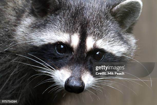 bandit - bandit raccoon stockfoto's en -beelden