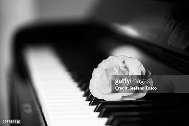 rose on piano - piano rose stock pictures, royalty-free photos & images