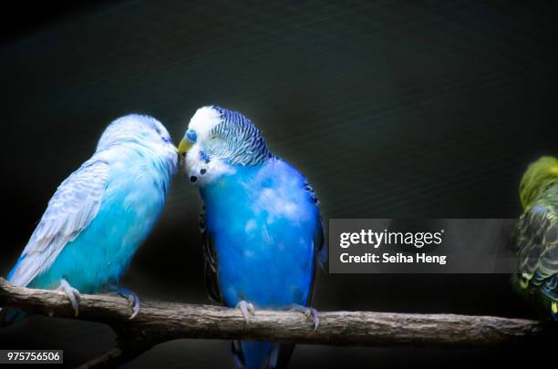 first kiss - arara azul grande imagens e fotografias de stock