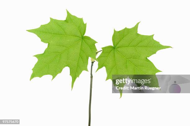 leaves of norway maple, white background. - acer platanoides stock-fotos und bilder