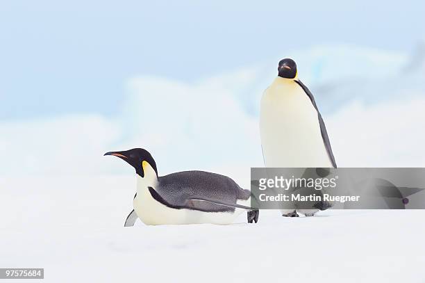 two emperor penguin one walking the other sliding. - snow hill island bildbanksfoton och bilder