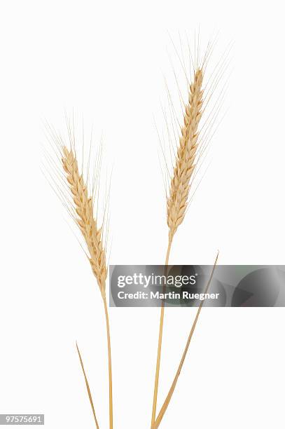 rye (secale cereale), white background. - rye grain foto e immagini stock