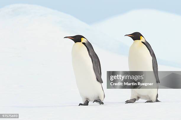 two emperor penguin walking. - snow hill island stock pictures, royalty-free photos & images