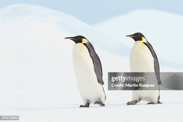 two emperor penguin walking. - snow hill island - fotografias e filmes do acervo