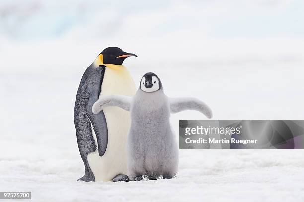 emperor penguin chick and adult. - snow hill island photos et images de collection