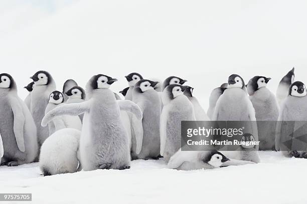 emperor penguin chicks. - snow hill island - fotografias e filmes do acervo