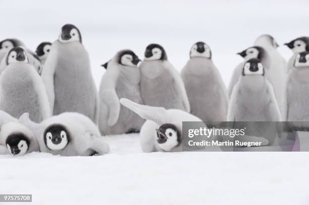 emperor penguin chicks. - snow hill island stock pictures, royalty-free photos & images