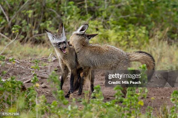 bat eared foxes - bat eared fox stock pictures, royalty-free photos & images