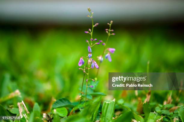 diferente.- - diferente stockfoto's en -beelden