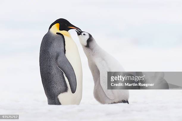 emperor penguin chick and adult. - snow hill island stock pictures, royalty-free photos & images