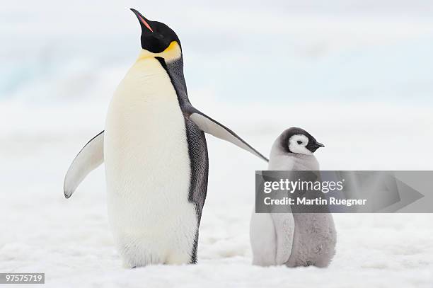 emperor penguin chick and adult. - snow hill island stock pictures, royalty-free photos & images
