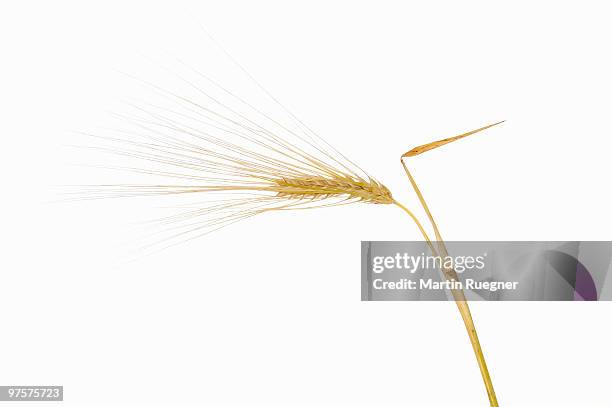 barley (hordeum vulgare), white background. - barleys stock pictures, royalty-free photos & images