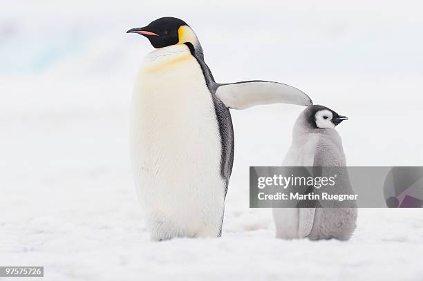 emperor penguin chick and adult. - snow hill island stock pictures, royalty-free photos & images