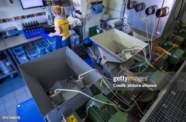 April 2018, Germany, Langenhanshagen: Manuela Lange bottles cold-pressed organic linseed oil behind the oil press at the Baltic Sea mill. The company...