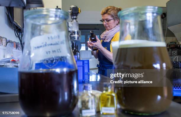 April 2018, Germany, Langenhanshagen: Manuela Lange bottles cold-pressed organic linseed oil behind the oil presses at the Baltic Sea mill. The...