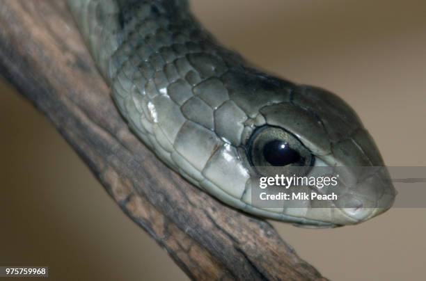 149 Namibian Snakes Stock Photos, High-Res Pictures, and Images - Getty ...