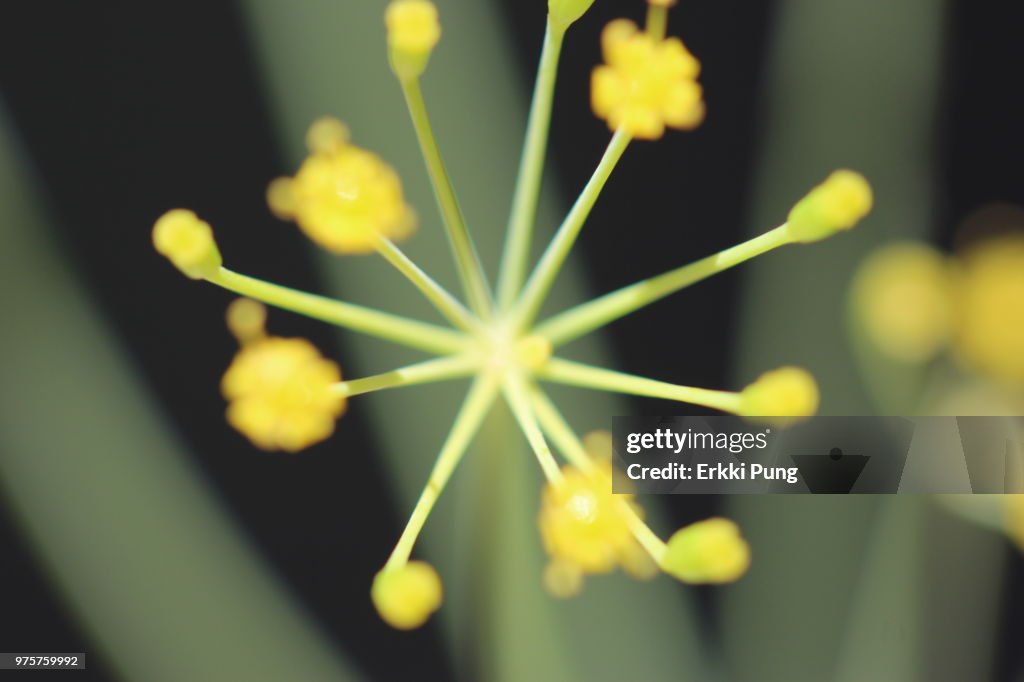Aedtill / Anethum Graveolens