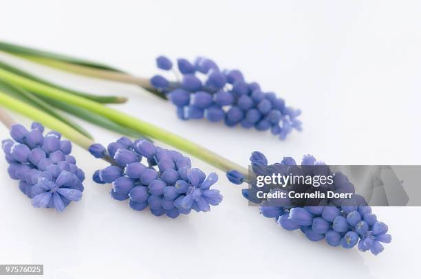 grape hyacinth (muscari latifolium) - muscari latifolium stock pictures, royalty-free photos & images