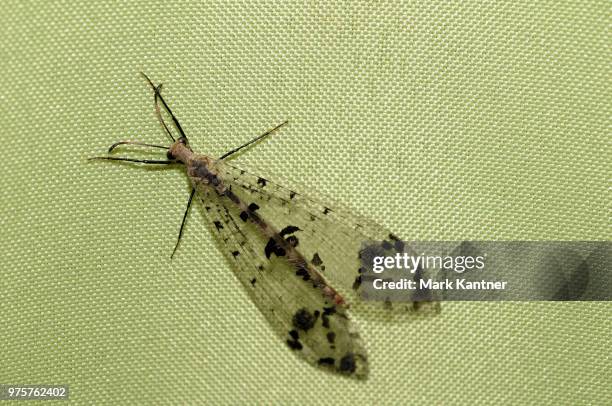 Threadwing Lion Insect 268 Antlion Stock Photos, High-Res Pictures, and Images - Getty Images