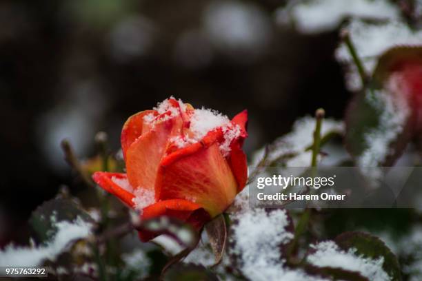 snowed flower - snowed in stock pictures, royalty-free photos & images