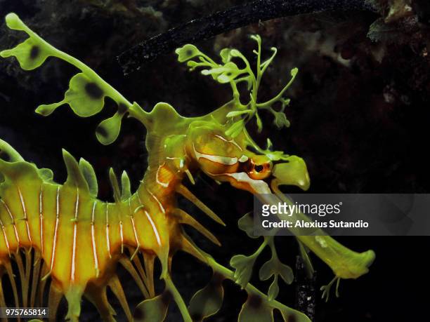 leafy seadragon - leafy seadragons stock-fotos und bilder