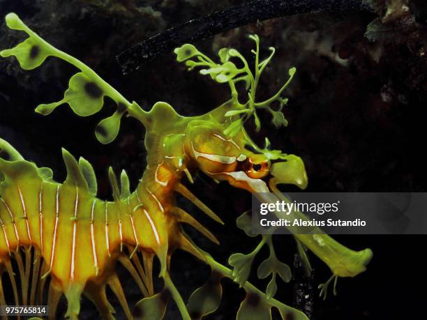 leafy seadragon - leafy seadragons fotografías e imágenes de stock