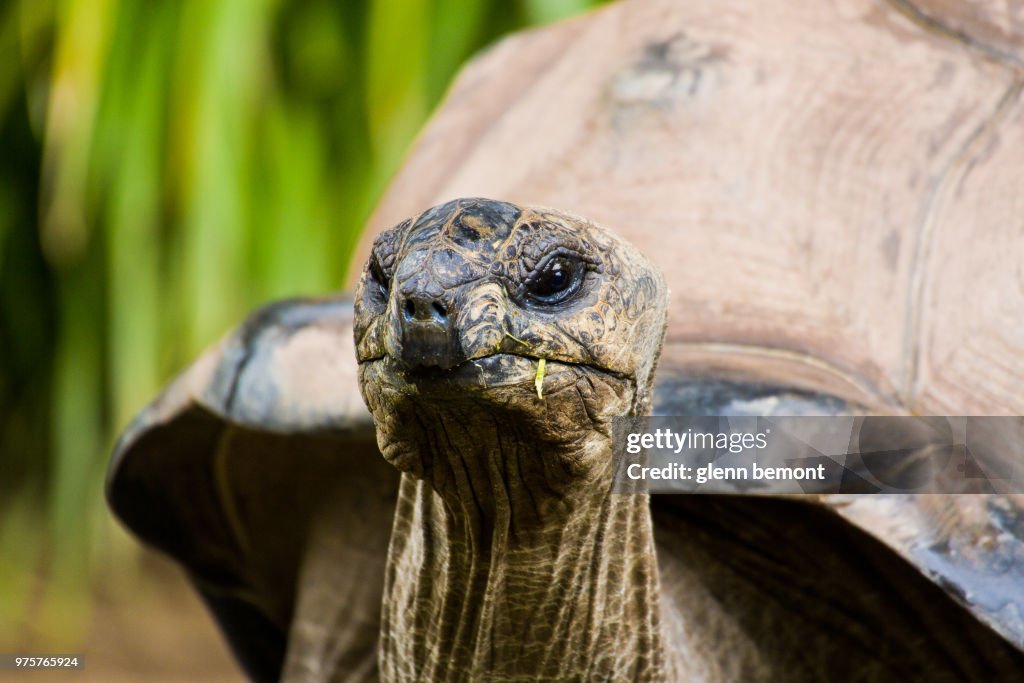 Close-up of Aldabran tortoise, Australia ZOO, Beerwah, Australia