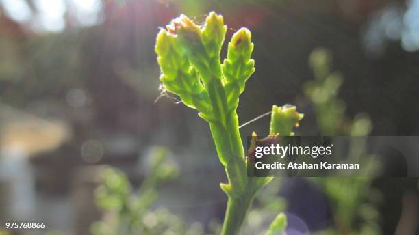 sun and plant - karaman stockfoto's en -beelden