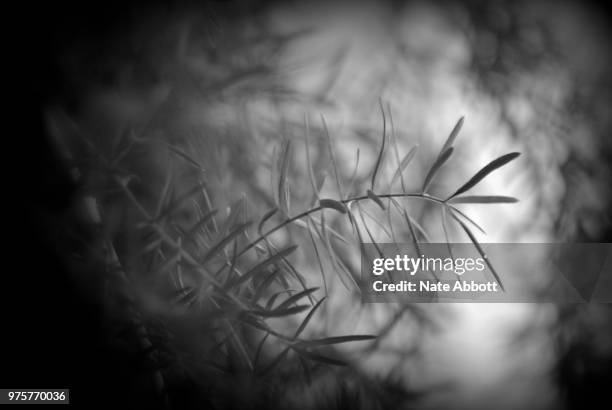 asparagus fern bokeh - asparagus fern stock pictures, royalty-free photos & images