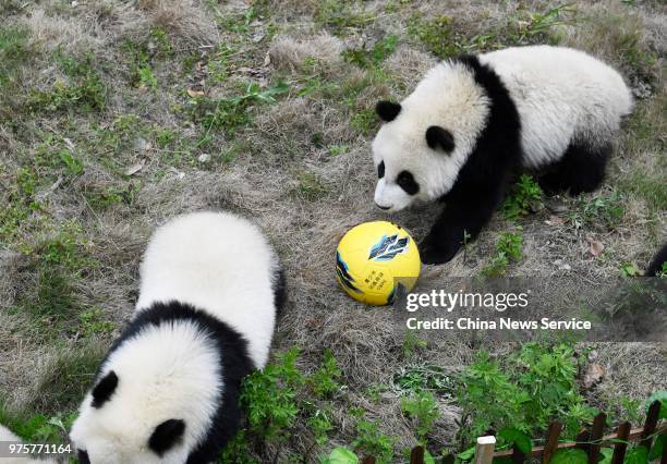 Giant panda cubs play a football at the Shenshuping Base of the China Conservation and Research Centre for the Giant Panda on June 10, 2018 in...