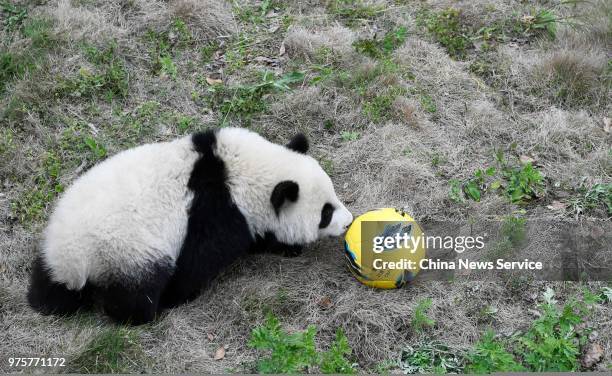 Giant panda cub plays a football at the Shenshuping Base of the China Conservation and Research Centre for the Giant Panda on June 10, 2018 in...