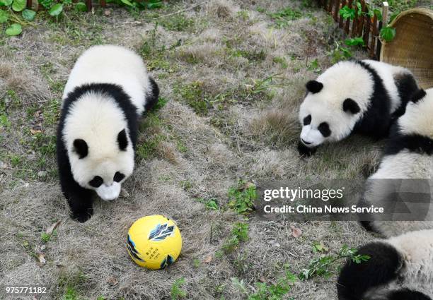 Giant panda cubs play a football at the Shenshuping Base of the China Conservation and Research Centre for the Giant Panda on June 10, 2018 in...