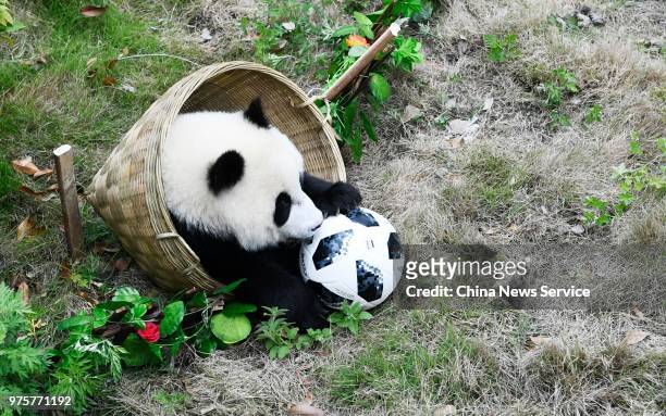 Giant panda cub plays a football at the Shenshuping Base of the China Conservation and Research Centre for the Giant Panda on June 10, 2018 in...