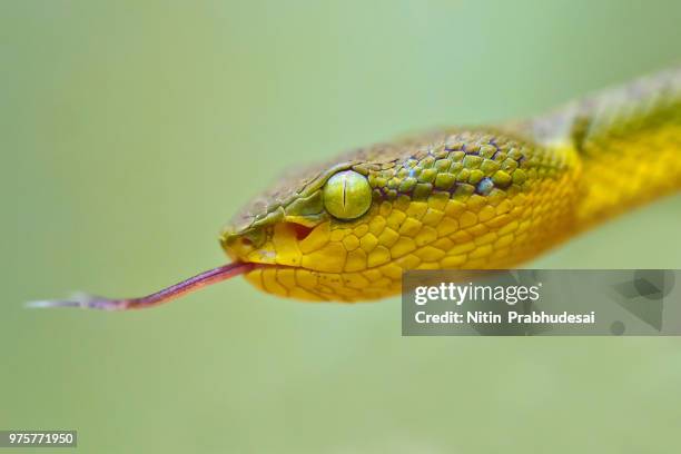 bamboo pit viper - forked tongue stock pictures, royalty-free photos & images