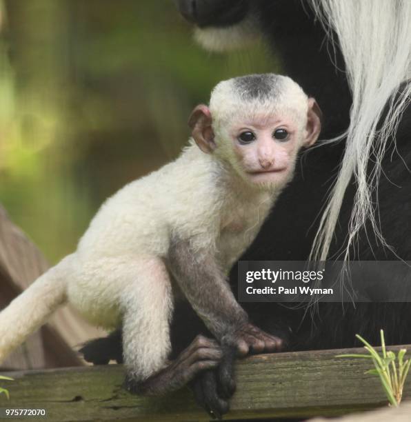 black and white colobus monkey baby - black and white colobus stock pictures, royalty-free photos & images