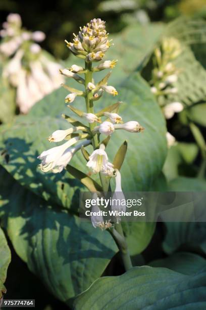 hosta sieboldiana 'elegans' - elegans - fotografias e filmes do acervo