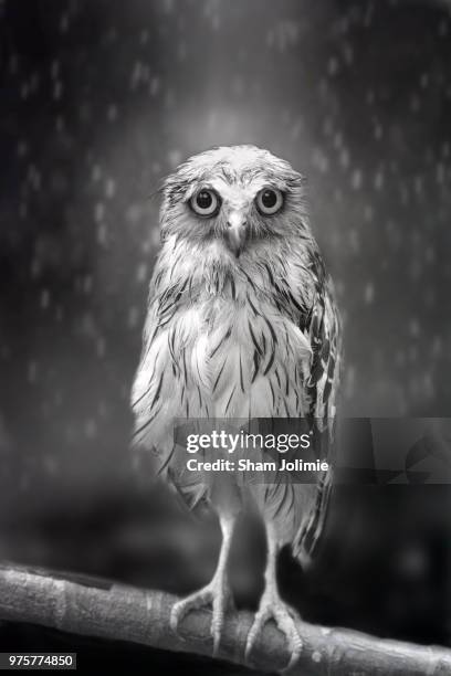 an owl on a branch during rain. - rain owl stock pictures, royalty-free photos & images