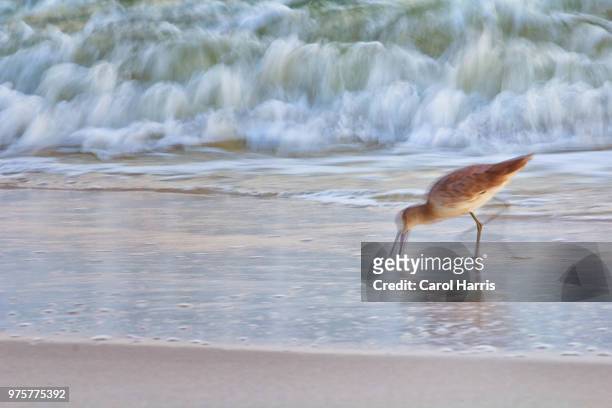 photo by: carol harris - foraging on beach stock pictures, royalty-free photos & images